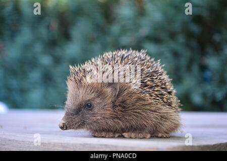 Igel von der Seite auf Holz vor grüne Natur Stockfoto