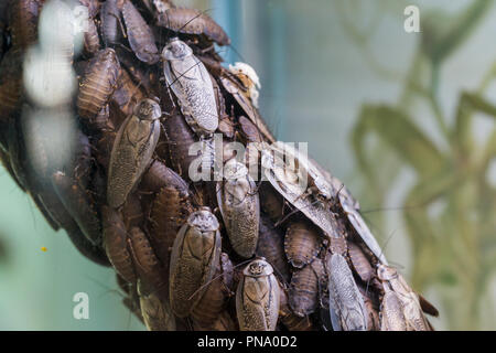 Des wahre Todes Kopf Kakerlake oder Blaberus Craniifer ist eine Kakerlake, ähnlich wie die Discoid Schabe. Stockfoto