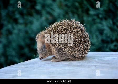 Igel von der Seite auf Holz vor grüne Natur Stockfoto