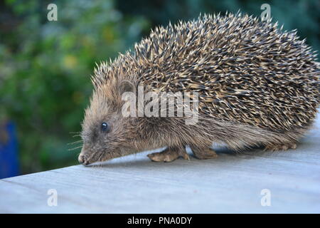 In der Nähe von einem Igel von der Seite auf Holz vor grüne Natur Stockfoto