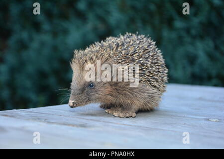 Igel von der Seite, sitzt auf Holz vor der grünen Natur mit Kopie Raum Stockfoto