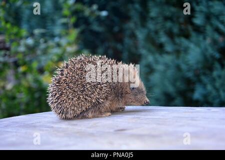 Ein Igel von der Seite auf Holz vor der grünen Natur mit Kopie Raum Stockfoto