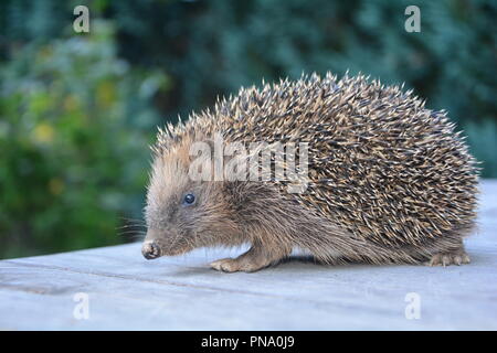 Igel von der Seite auf Holz vor grüne Natur Stockfoto