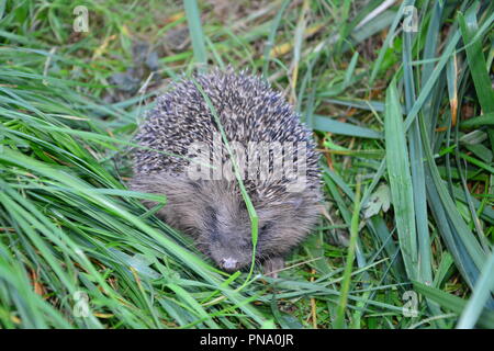 Igel sitzt im grünen Gras Stockfoto