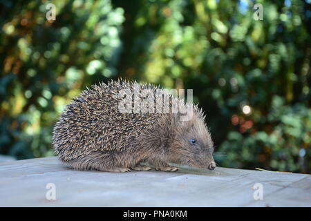 Ein Igel von der Seite auf Holz vor der grünen Natur mit Bokeh Stockfoto