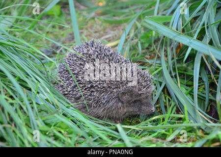 Igel sitzt im grünen Gras Stockfoto