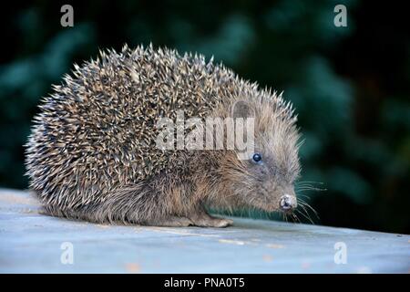 Ein Igel von der Seite, sitzt auf Holz vor grüne Natur Stockfoto