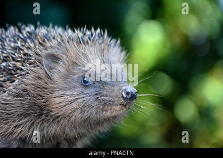 In der Nähe von einem Igel vor grüne Natur mit Bokeh Stockfoto