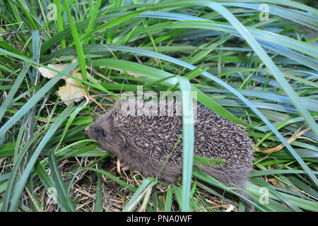 Hedgehog laufen im grünen Gras Stockfoto