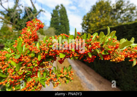 (Pryacantha firethorn) mit Clustern von Wächsernen Rot zu Orange Beeren (eigentlich Berry - wie Obst oder pomes) im Herbst, Surrey, Südosten, England, Grossbritannien Stockfoto