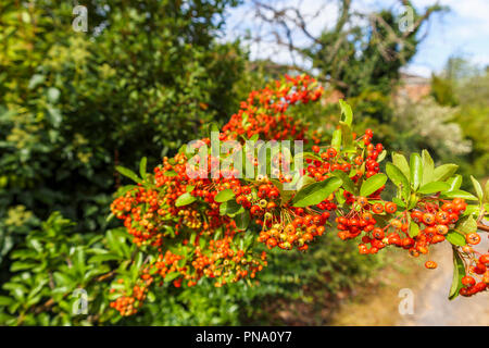 (Pryacantha firethorn) mit Clustern von Wächsernen Rot zu Orange Beeren (eigentlich Berry - wie Obst oder pomes) im Herbst, Surrey, Südosten, England, Grossbritannien Stockfoto