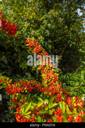 (Pryacantha firethorn) mit Clustern von Wächsernen Rot zu Orange Beeren (eigentlich Berry - wie Obst oder pomes) im Herbst, Surrey, Südosten, England, Grossbritannien Stockfoto