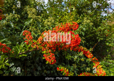 (Pryacantha firethorn) mit Clustern von Wächsernen Rot zu Orange Beeren (eigentlich Berry - wie Obst oder pomes) im Herbst, Surrey, Südosten, England, Grossbritannien Stockfoto