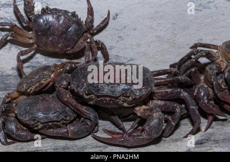 Große Krabbe im Norden von Thailand. Stockfoto