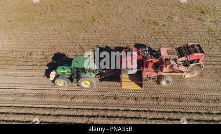 Kartoffeln ernten Maschine mit Traktor in Ackerland zur Ernte von Kartoffeln. Landmaschinen Ernte von Kartoffeln. Stockfoto