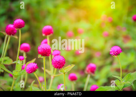 Bunte Gomphrena nana Blume, Baum, auch als Kugel Amaranth oder Bachelor" bekannt. Die wahre Art hat magenta Hüllblätter und Farben Stockfoto