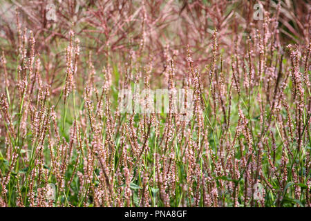 Persicaria amplexicaulis 'Rosea' mit Miscanthus im Hintergrund Stockfoto