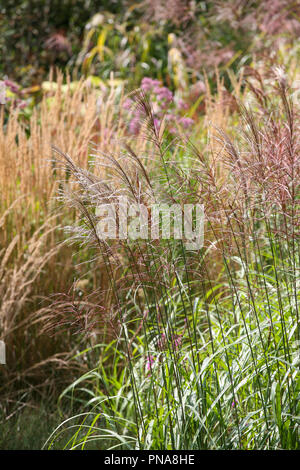 Mischung aus blühenden Ziergräsern - Miscanthus, Molinia, Calamagrostis, im Spätsommer/Frühherbst Stockfoto