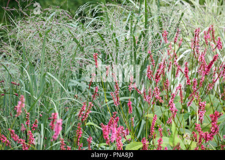 Persicaria Amplexicaulis "Firetail" Stockfoto