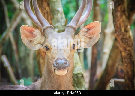 Cute Barasingha (Cervus duvauceli), auch genannt Rotwild Sumpf, anmutige Reh, aus der Familie der Cervidae (Artiodactyla) Stockfoto