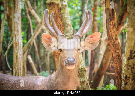 Cute Barasingha (Cervus duvauceli), auch genannt Rotwild Sumpf, anmutige Reh, aus der Familie der Cervidae (Artiodactyla) Stockfoto