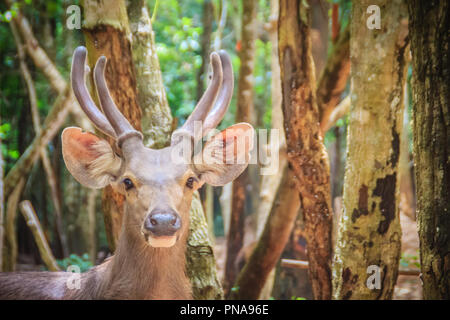 Cute Barasingha (Cervus duvauceli), auch genannt Rotwild Sumpf, anmutige Reh, aus der Familie der Cervidae (Artiodactyla) Stockfoto