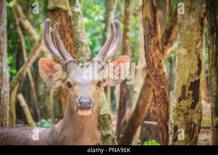 Cute Barasingha (Cervus duvauceli), auch genannt Rotwild Sumpf, anmutige Reh, aus der Familie der Cervidae (Artiodactyla) Stockfoto