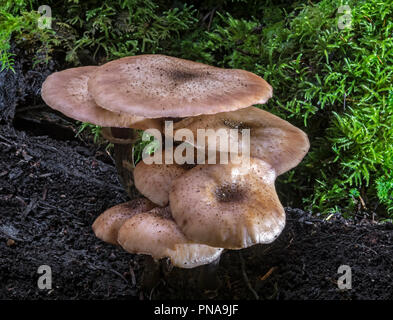 Pilz Armillaria Mellea (Honig) Stockfoto