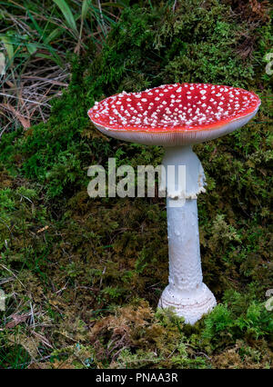 Amanita muscaria (Fly Agaric) Stockfoto