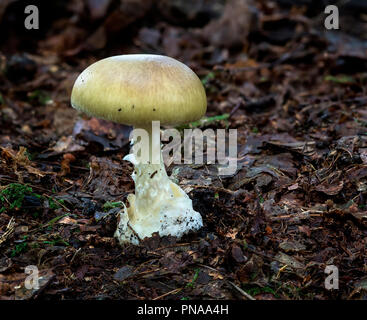 Amanita phalloides (der Tod Gap) Stockfoto