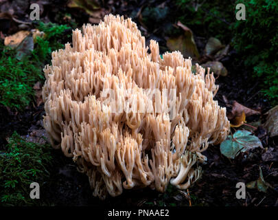 Ramaria stricta (aufrecht Coral) Stockfoto