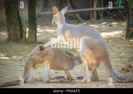 Cute kangaroo Beuteltier aus der Familie Macropodidae säugetier Tier Stockfoto