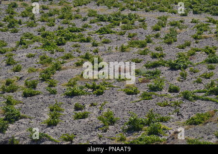 Bepflanzung von Rebflächen Auf der vulkanischen Erde in Pyrgos. Pflanzen, Natur, Landschaften, Reisen. Juli 7, 2018. Pyrgos Insel Santorini Griechenland. Stockfoto