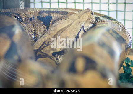 Die Boa constrictor, auch genannt das Red-tailed Boa oder die gemeinsame Boa, ist eine Pflanzenart aus der Gattung der großen, schweren Körper Schlange, die häufig gehalten wird und in gezüchtet. c Stockfoto