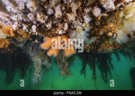 Hängenden Gärten von Aegir (AEgir) - Finger Coral (Alcyonium Digitatum) und Klonale Plumose Anemonen (Metridium senile) Stockfoto