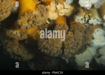 Hängenden Gärten von Aegir (AEgir) - klonale Plumose Anemone oder Rüschen Anemone (Metridium senile) Stockfoto