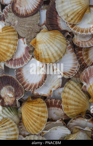 Seashell Hintergrund, viele der Königin Jakobsmuscheln Stockfoto