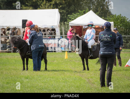 Cheshire Country Fair 2018 - Shetland Pony Racing Stockfoto