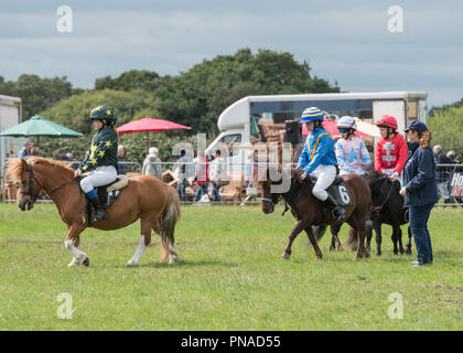 Cheshire Country Fair 2018 - Shetland Pony Racing Stockfoto