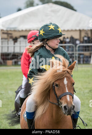 Cheshire Country Fair 2018 - Shetland Pony Racing Stockfoto