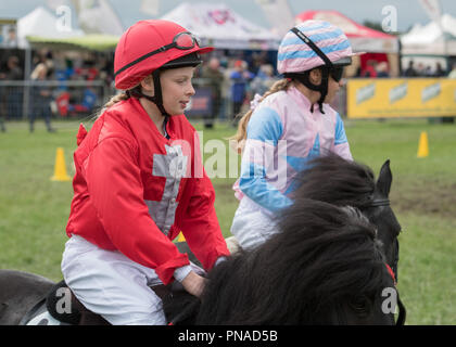 Cheshire Country Fair 2018 - Shetland Pony Racing Stockfoto