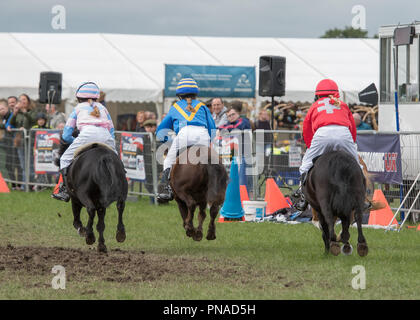 Cheshire Country Fair 2018 - Shetland Pony Racing Stockfoto