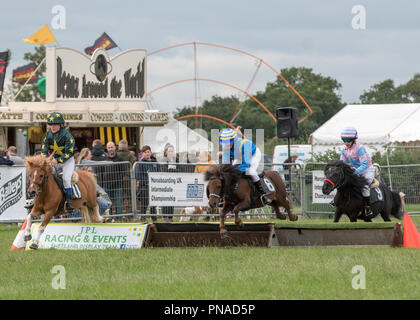 Cheshire Country Fair 2018 - Shetland Pony Racing Stockfoto