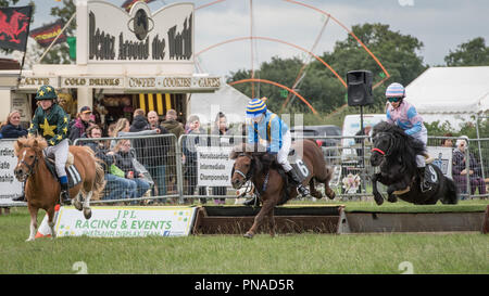 Cheshire Country Fair 2018 - Shetland Pony Racing Stockfoto