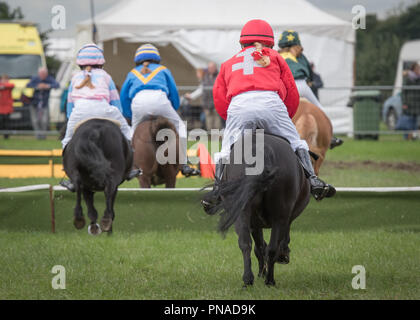 Cheshire Country Fair 2018 - Shetland Pony Racing Stockfoto