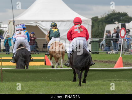 Cheshire Country Fair 2018 - Shetland Pony Racing Stockfoto