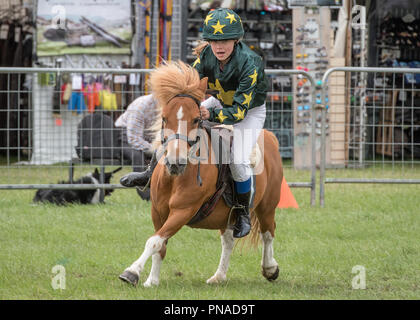 Cheshire Country Fair 2018 - Shetland Pony Racing Stockfoto