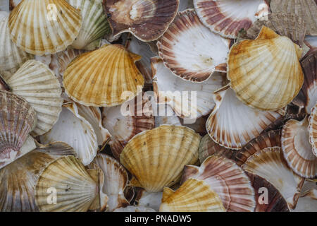Seashells, Hintergrundbild, viele der Königin Jakobsmuscheln (Aequipecten opercularis), Norwegische See, Nonthern atlantischen Region, Norwegen, Europa Stockfoto