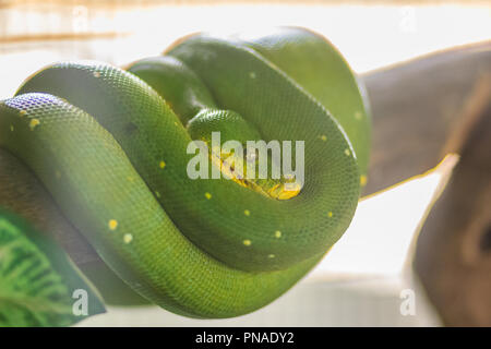 Cute Green Tree python (Morelia viridis), eine Pflanzenart aus der Gattung python native auf Neuguinea, Inseln in Indonesien, und Cape York Halbinsel in Australien. Stockfoto