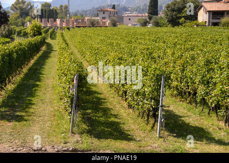 Malerischer Blick auf Reben in einem Weingarten am Ufer des Gardasees, Italien. Stockfoto